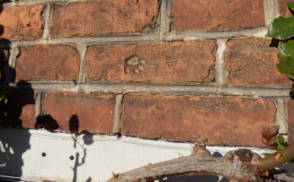 Procopius Parkett - Dielen, Dielenböden, Parkettleger in Finsterwalde - Pfotenabdruck auf der Hauswand der Zigarrenfabrik Finsterwalde